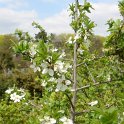 Prunus spinosa P2D
